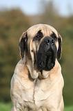 MASTIFF 336